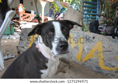 Cute Black And White Dog With Brown Eyes Red Collar Front Facing Looking At The Camera. Wooden Sign. Asia Thailand.