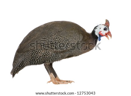 Helmeted guinea fowl - Numida meleagris in front of a white background Royalty-Free Stock Photo #12753043