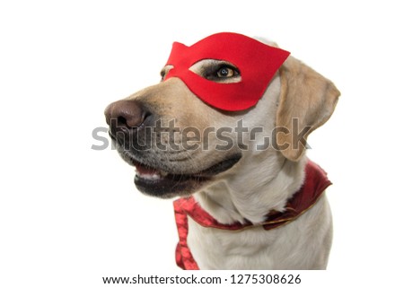 DOG SUPERHERO COSTUME. LABRADOR CLOSE-UP WEARING A RED MASK AND A CAPE.  CARNIVAL, MARDI GRAS OR HALLOWEEN. ISOLATED STUDIO SHOT AGAINST WHITE BACKGROUND.