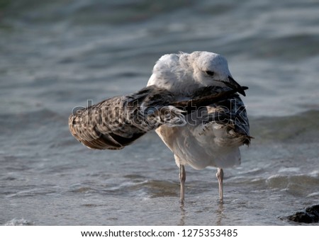 Great Black-backed Gull preening, Bahrain