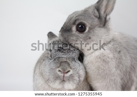 2 Norwegian grey rescue rabbits, brother and sister. Black and white photo.  Royalty-Free Stock Photo #1275355945