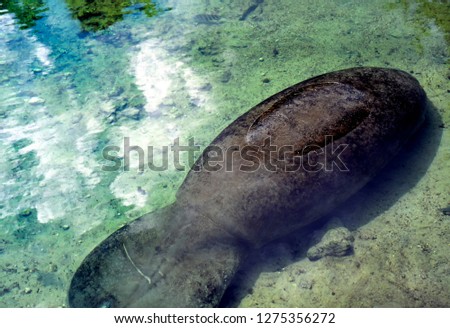 USA, Florida, Homosassa Springs State Park, Manatee showing scar from boat propeller encounter 