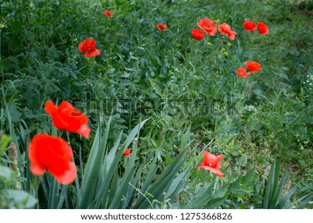 poppies in all their glory