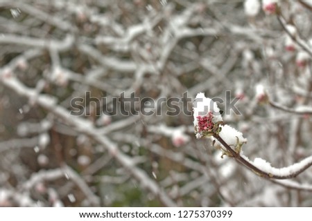 Ice and flowers, Viburnum x bodnantense in snow. January flowering.