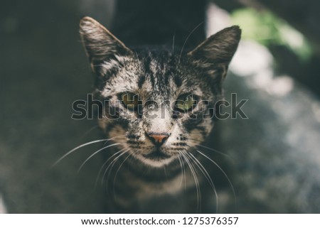 Grey cat looking at camera