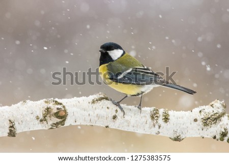 Great tit on birch branch during snowfall, close up, Parus major, Czech Republic