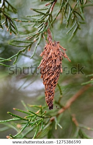 Bagworm. Cocoon of the Evergreen Bagworm moth (Thyridopteryx ephemeraeformis of the Psychidae family) on a branch of eastern red cedar (Juniperus virginiana)