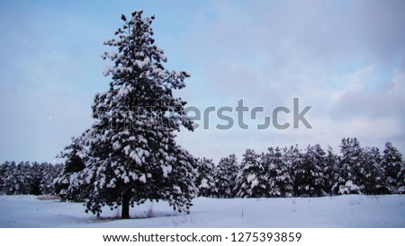 Turkey travel. Erzurum,
Snow in the forest in the city of Erzurum, in Turkey.
-40 degrees Celsius  
Beautiful winter landscape with snow covered trees.
Fog and snow in the woods, wild nature, wildlife