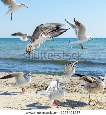 flock of seagulls on the beach on a summer sunny day, Ukraine
