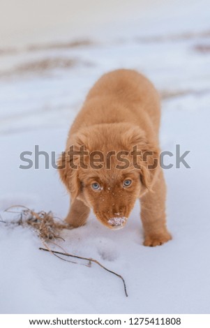 Nova Scotia Retriever fluffy puppy