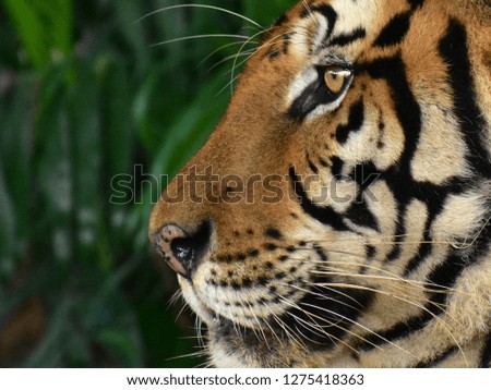 A picture of the face of a tiger