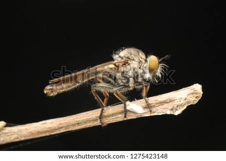 robberfly asilidae asian borneo