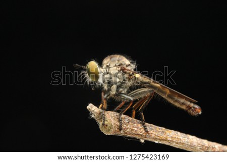 robberfly asilidae asian borneo