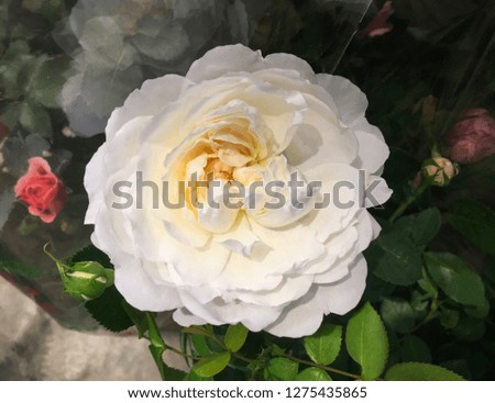big white rose flower on the side on a green garden background