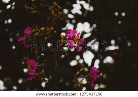 Flower pink Belo Horizonte