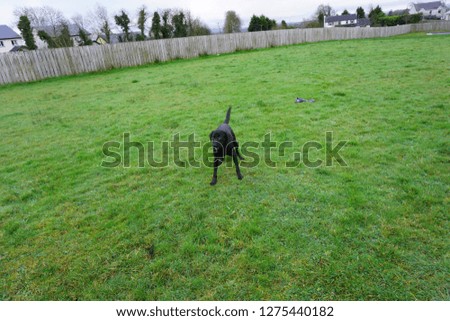 dog on the field