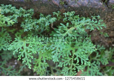 Fern leaf green stone 