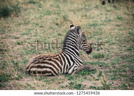 Young zebra laying in the grass in Africa Savannah