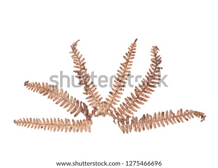 Flat dry fern leaves composition isolated on white background