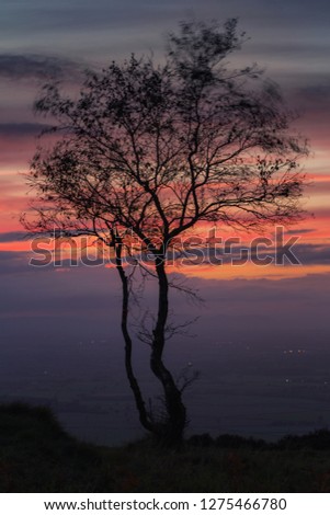 Silhouette of alone tree at the top of the hill against dramatic autumnal twilight sky background