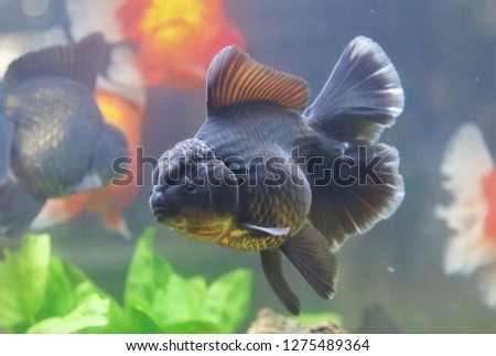The black color oranda goldfish (Carassius auratus) are swimming in fish tank surrounded by green water plant. They are so cute and very happy, 