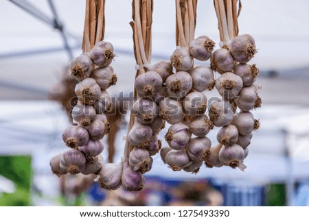 Garlic for sale at the farmers market. Close up picture shot outside on a sunny day in a french farmer's market of Quebec, Canada.
