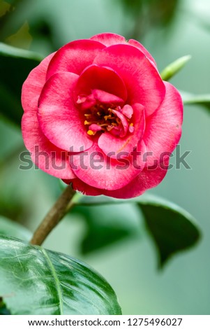 Flower - Japanese Camellia, Rose of Winter (Camellia Japonica) against a blur background.
