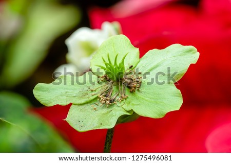 Flower - POINSETTIA WISHES, Christmas Rose (Helleborus CV.) Christmas Flower Display.