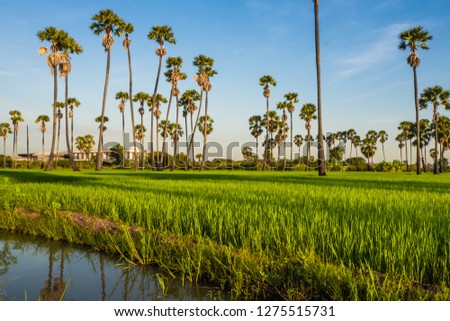 Landscape Sugar palm  trees  and Rice field .
