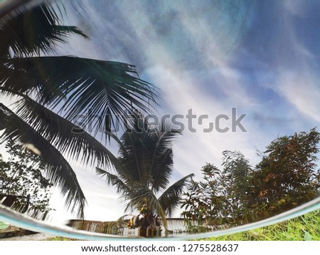 Shadow of coconut tree in the water blue sky background