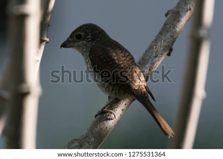 A picture of a shrike a small passerine bird hanging on a tree branch with an empty blurry background eyeing for a prey.