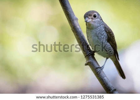 A picture of a shrike a small passerine bird hanging on a tree branch with an empty blurry background eyeing for a prey.