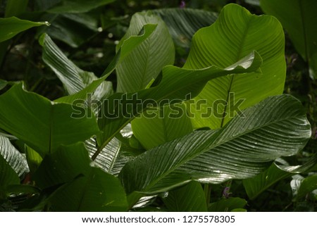 Rainforest wet leafs