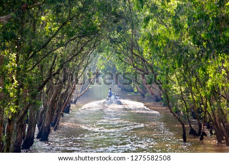 
An Giang Province, Vietnam - November 18, 2017: Sailing boat in Tra Su flooded indigo forest trees, a preserved forest in the Mekong Delta. Located in Van Giao commune, Bien Bien district