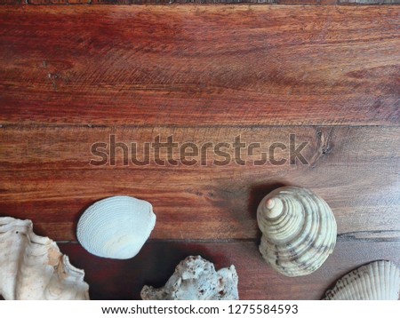 seashell on a wood texture background - summer concept
