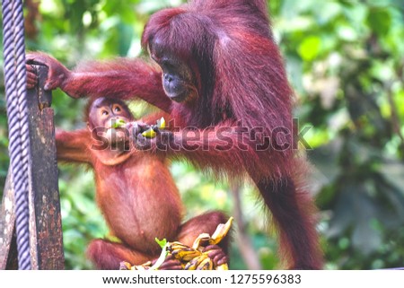 Blurry image of Orang-utan from Sabah,Malaysia Borneo. (Selective focus-Orang Utan) 