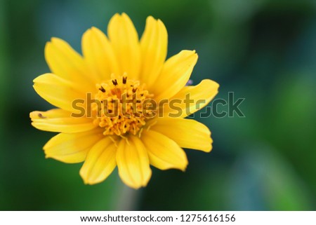 Beautiful small yellow flower Singapore Daisy (or Gold Buttons in Thai) in garden close up, yellow daisy flower in micro view,Field of Singapore Daisy flowers,Yellow flower blooming