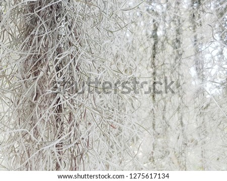 White fern foliage textured background.