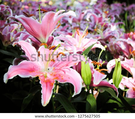 Pink lily flower in the garden - Image 