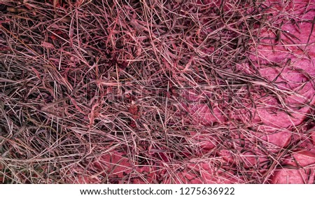 dry grass on stone background. natural texture background.
