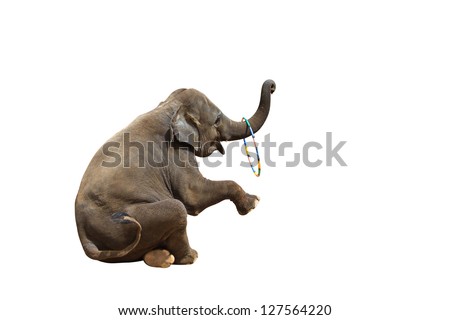 Elephant playing with a ring isolated against white background. With Clipping path
