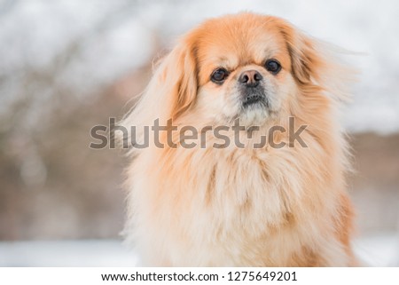 Nice golden dog of tibetan spaniel breed, metis. Life of pets, cute dog on a walk 