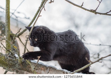 Black cat stuck on a tree, Problem and trouble situation with pets concept
