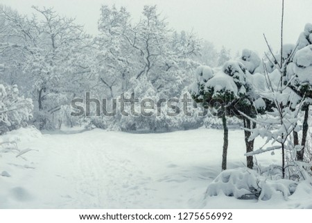 Beautiful fancy trees in the park, snow-covered landscape in January