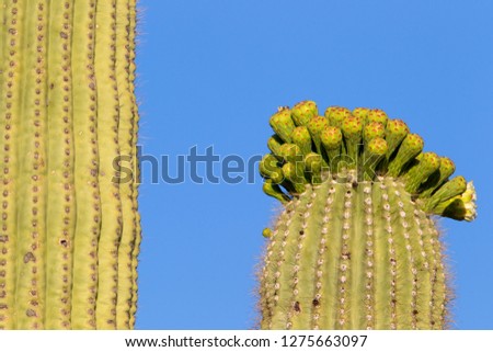 Detail of Giant Saguaro (Carnegiea gigantea), Saguaro National Park, Sonora Desert, Arizona, Tucson, USA.