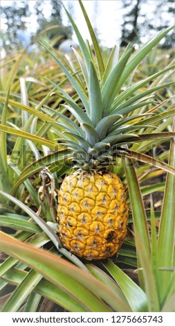Pineapples growing at a farm in Hawaii.
