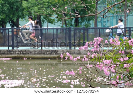 Close up a branch of sweet pink tabeuia flowers blossom beside a swamp with blurred a people riding a bicycle on the bridge at the city park
