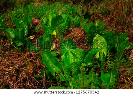 a picture of an exterior Pacific Northwest forest wetlands with Skunk cabbage plants