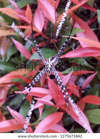 Forest Spider on Web