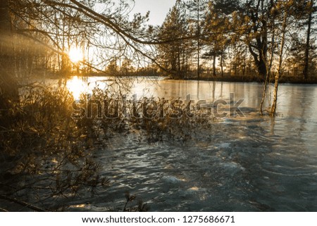 Frozen swamp at winter sunset